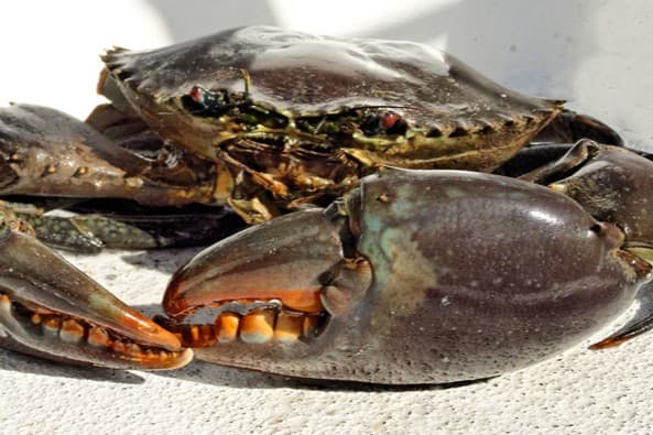 Queensland Mud Crabs